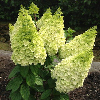 Hydrangea paniculata 'Moonrock'