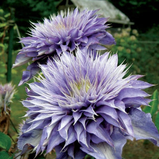 Clematis ‘Multi Blue’