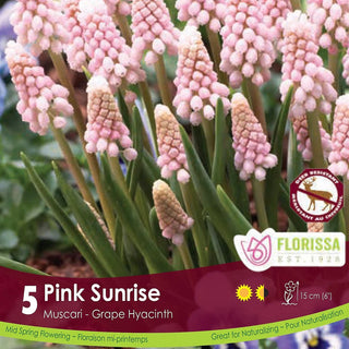 Muscari ‘Pink Sunrise’