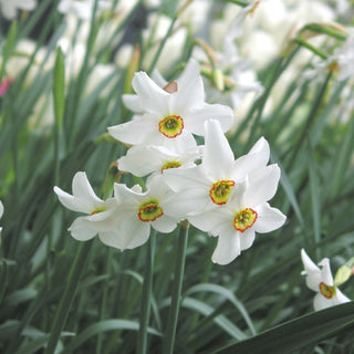 Narcissus ‘Poeticus Recurvus’