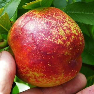Nectarine - Prunus persica var. nucipersica ‘Earliblaze’