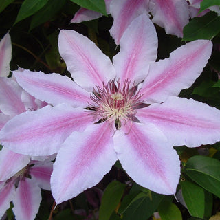 Clematis 'Nelly Moser'