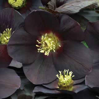 Hellebore 'New York Night'