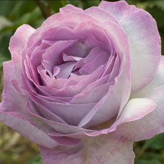 Rose ‘Nicole Carol Miller’