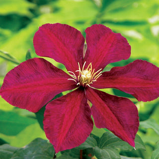 Clematis ‘Niobe’