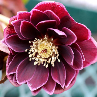 Hellebore 'North Star Plum'