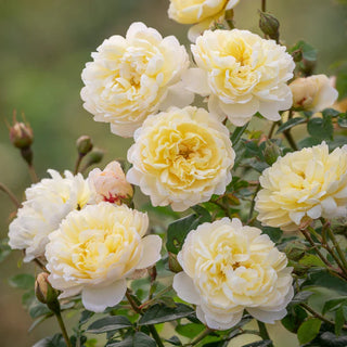 Rose ‘Nye Bevan'