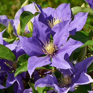 Clematis ‘Olympia’