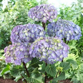Hydrangea macrophylla ‘Onyx Peacock’