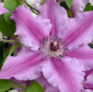 Ooh La La Clematis