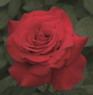 Rose ‘Opening Night’
