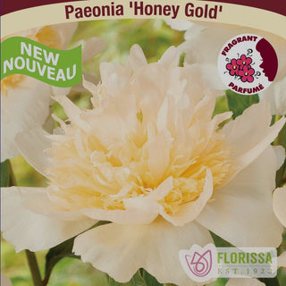 Peony Honey Gold