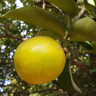 Palestine Sweet Lime (Citrus limettioides)