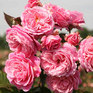 Perfume Summer Roamance
