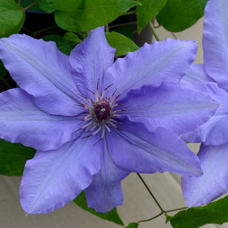 Parisienne Clematis