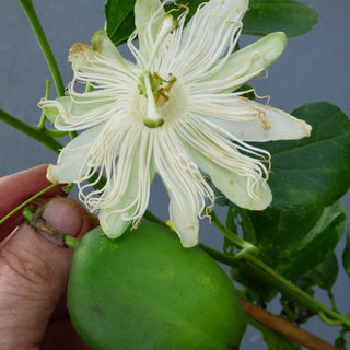 Passion Fruit - Passiflora incarnata ‘Snowpop’