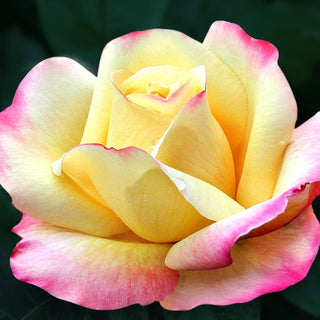 Rose ‘Peace’