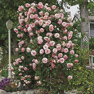 Rose ‘Pearly Gates’