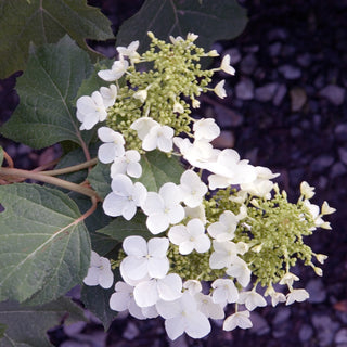 Hydrangea quercifolia 'Pee Wee'