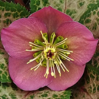 Hellebore 'Penny's Pink'