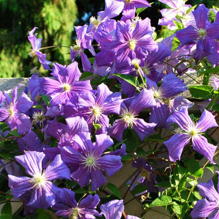 Clematis ‘Perle d’Azur’