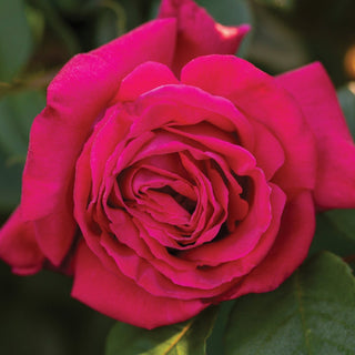 Rose ‘Peter Mayle’