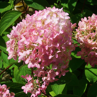 Hydrangea paniculata 'Phantom'