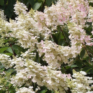 Hydrangea paniculata 'Pink Diamond'