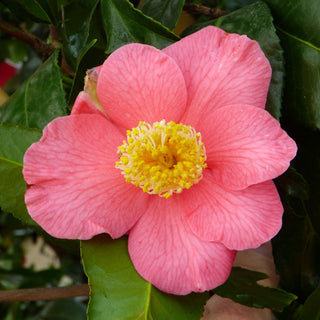 Camellia Japonica Pearl Maxwell