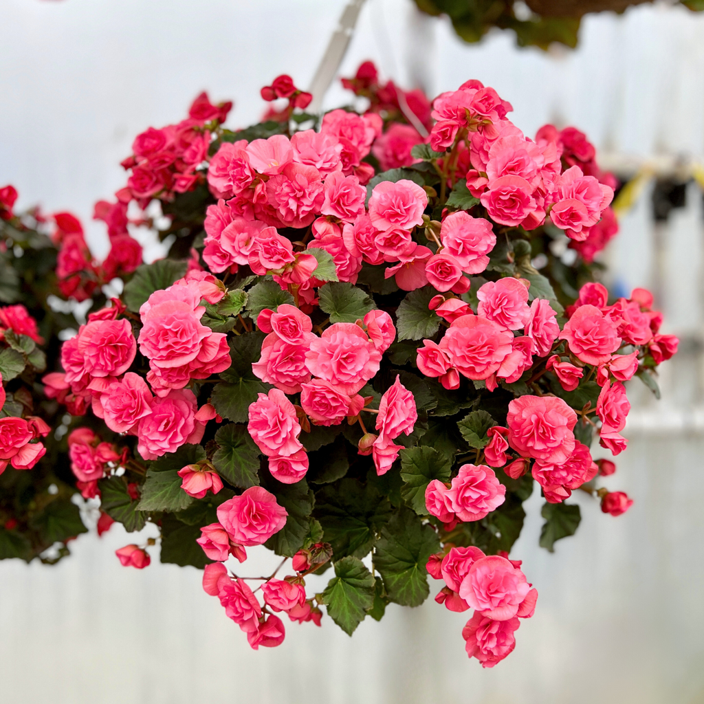Preorder Pink Solenia Begonia Moss Hanging Basket