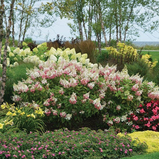 Hydrangea paniculata 'Pinky Winky'