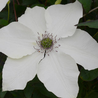 Pistachio Evison Clematis