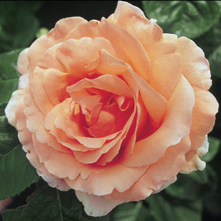 Rose ‘Polka’