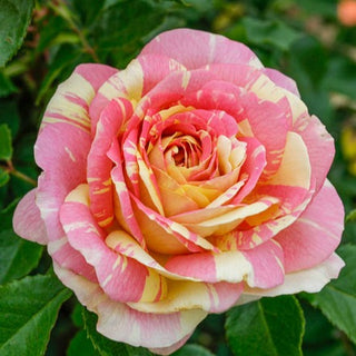Rose ‘Pop Art’