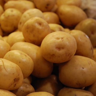 Potato ‘Bintje’