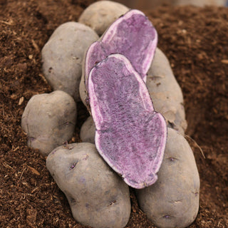 Potato ‘Russian Blue’