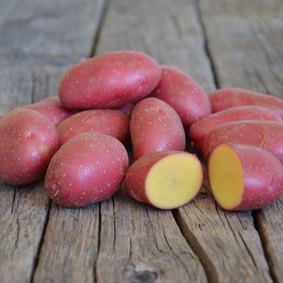 Potato ‘Cerisa’ - Earth Apples Seed Potatoes
