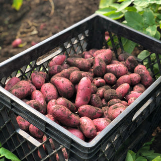 Potato ‘Cerisa’ - Earth Apples Seed Potatoes