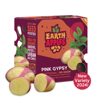 Potato ‘Pink Gypsy’ - Earth Apples Seed Potatoes
