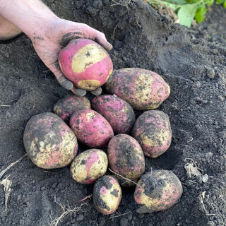 Potato ‘Pink Gypsy’ - Earth Apples Seed Potatoes