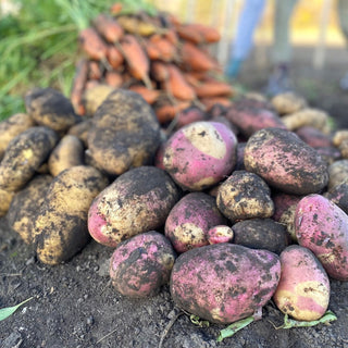 Potato ‘Pink Gypsy’ - Earth Apples Seed Potatoes