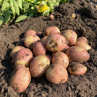 Potato ‘Pink Gypsy’ - Earth Apples Seed Potatoes