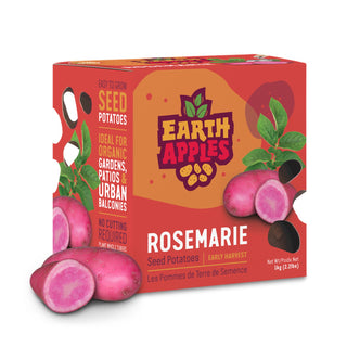 Potato ‘Rosemarie’