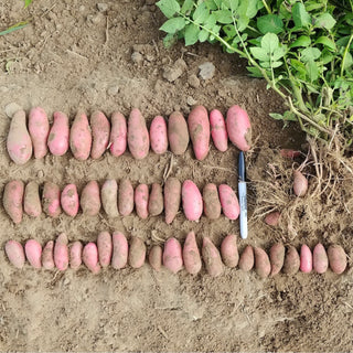 Potato ‘Rosemarie’