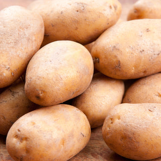 Potato ‘Sieglinde’
