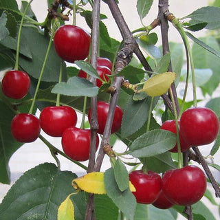 Cherry - Prunus x kerrasis ‘Juliet’