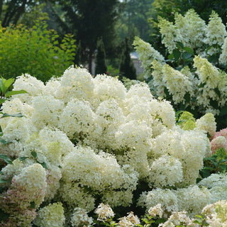 Hydrangea paniculata 'Puffer Fish' - Proven Winners