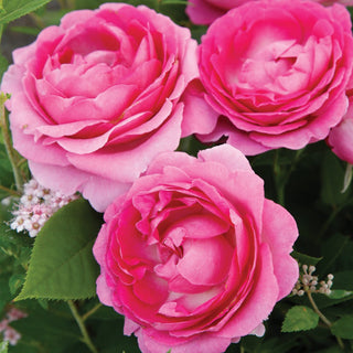 Rose ‘Raspberry Cupcake’