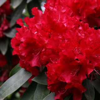 Rhododendron Jean Marie de Montague