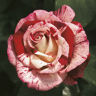 Rose ‘Rock & Roll’